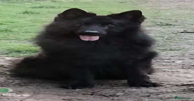 German Shepherd dogs - Advert 7