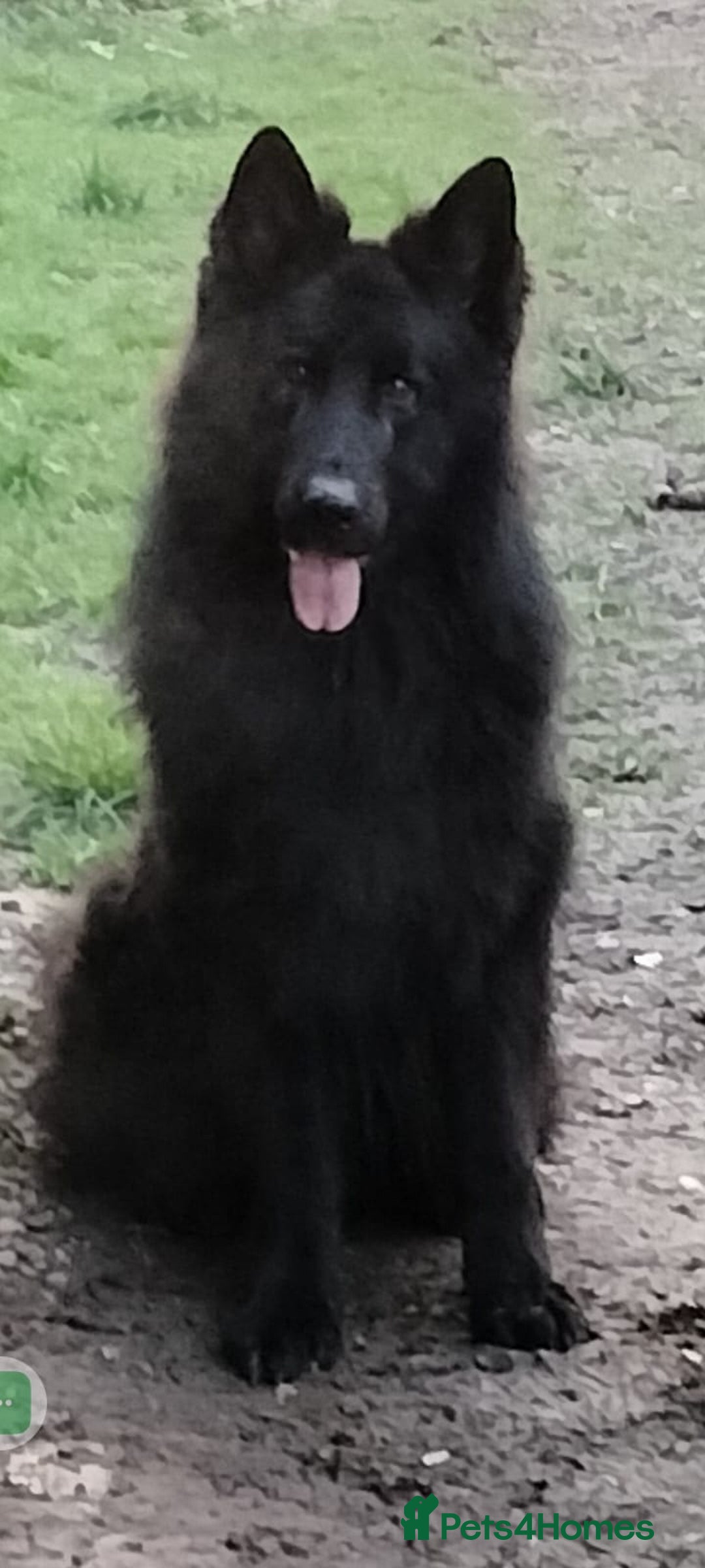German Shepherd dogs for sale: Fabulous chunky German shepherd puppies - Image 2