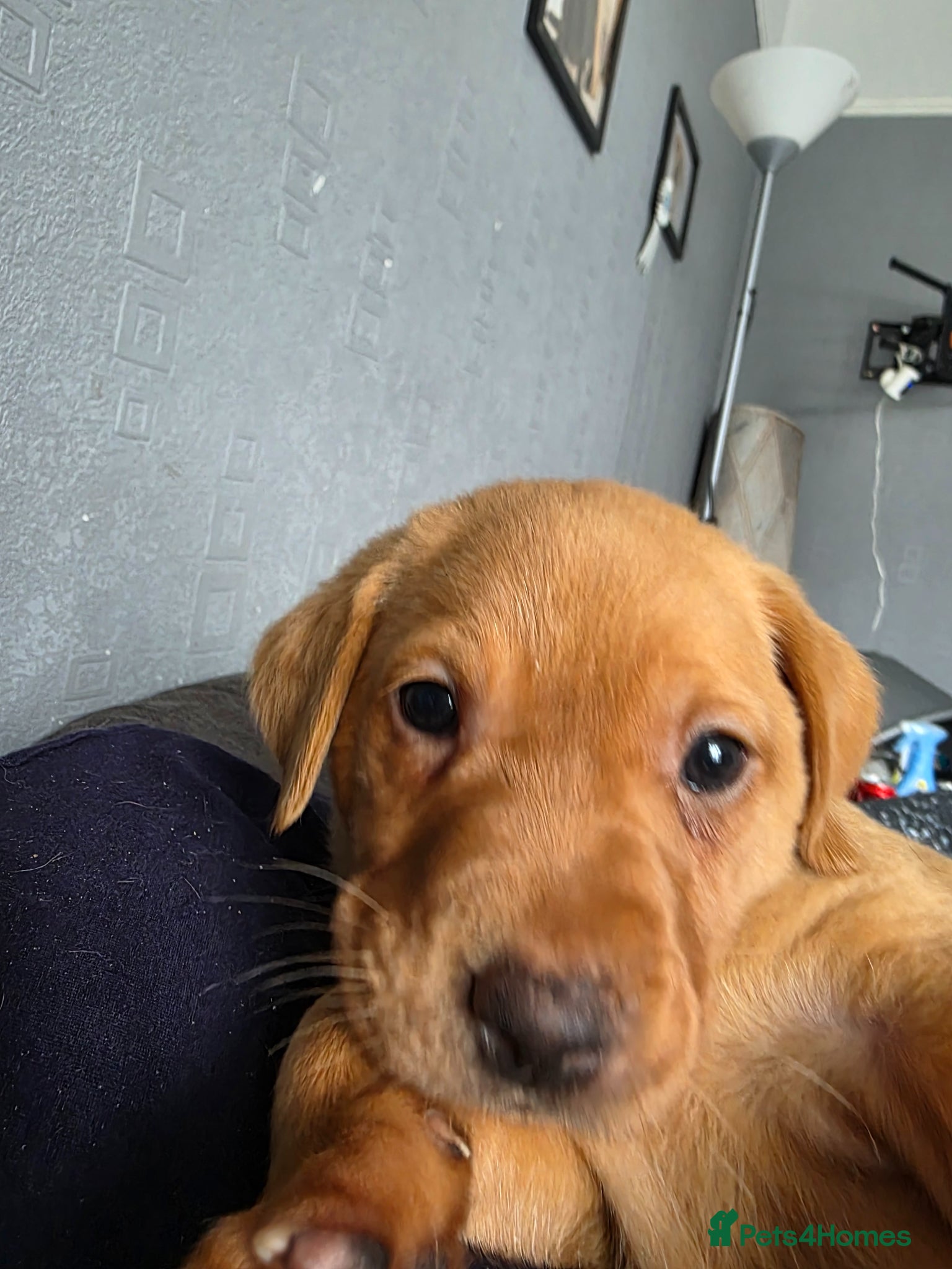 Labrador Retriever dogs for sale: 2 Non KC Labrador puppies in Withernsea - Advert 7