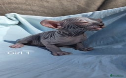 Sphynx cats for sale: Elf Sphynx Kittens  - Image 18