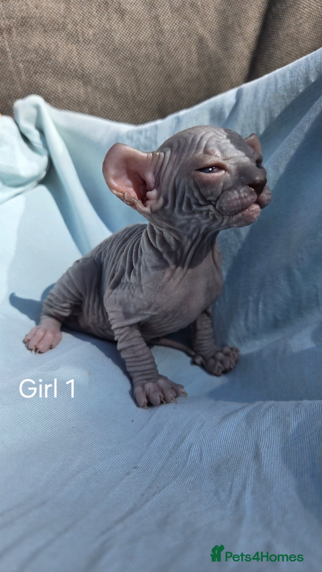 Sphynx cats for sale: Elf Sphynx Kittens  - Image 18