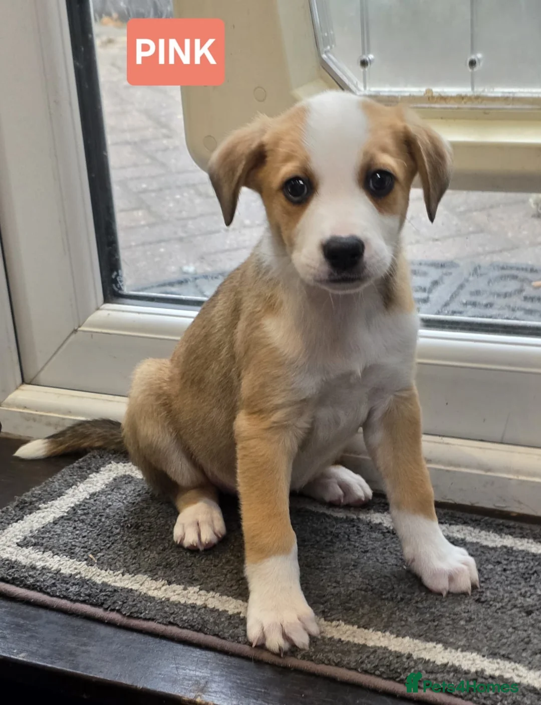 Mixed Breed dogs for sale:  READY TO GO BORDER COLLIE and STAFF CROSS PUPPIES - Advert 13