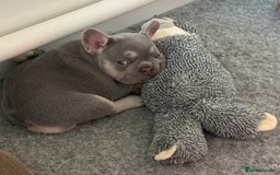 French Bulldog dogs for sale: French Bulldog Puppies - Image 10