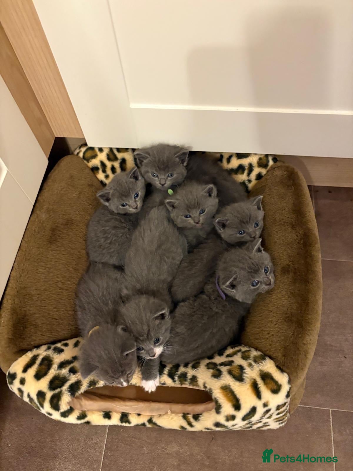 British Shorthair cats British shorthair blue kittens - Advert 12