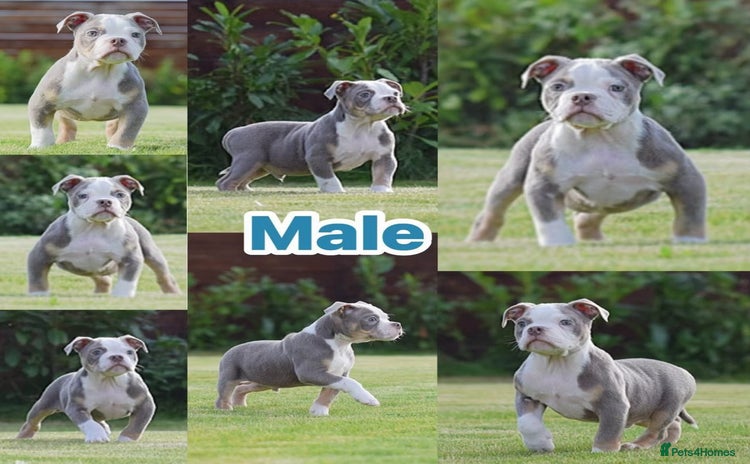Old Tyme Bulldog dogs - Advert 5