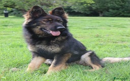 German Shepherd dogs for sale: German Shepherd puppies - Image 20