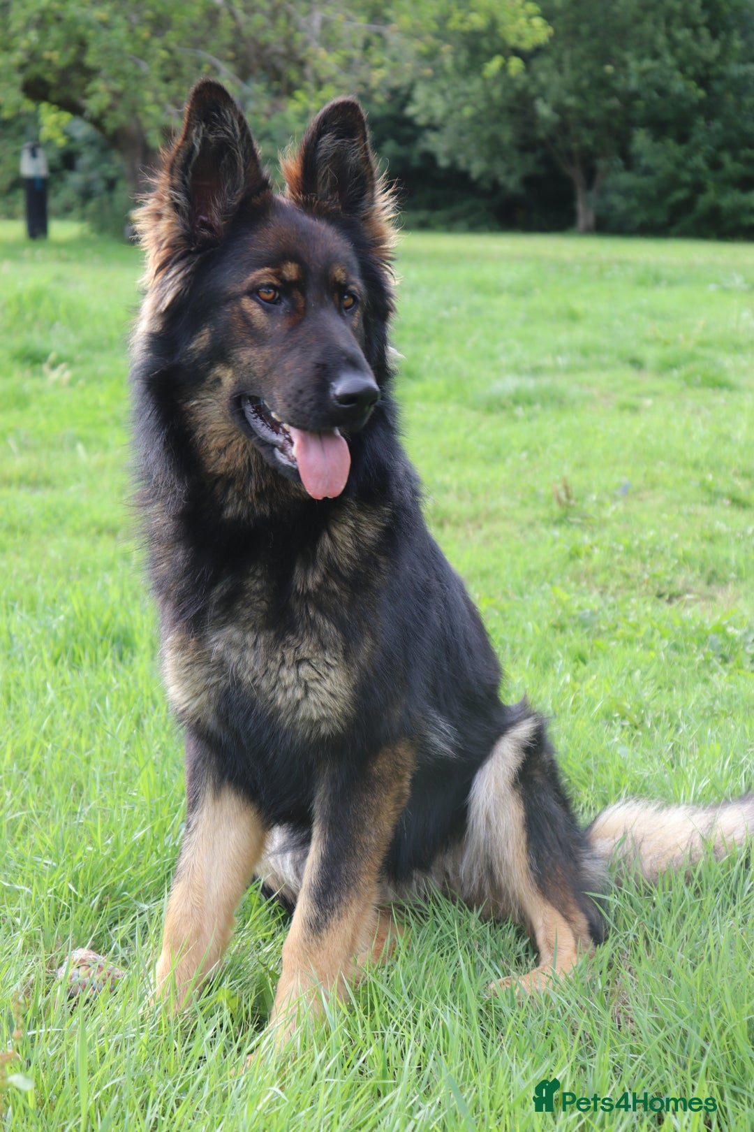 German Shepherd dogs for sale: German Shepherd puppies - Image 20
