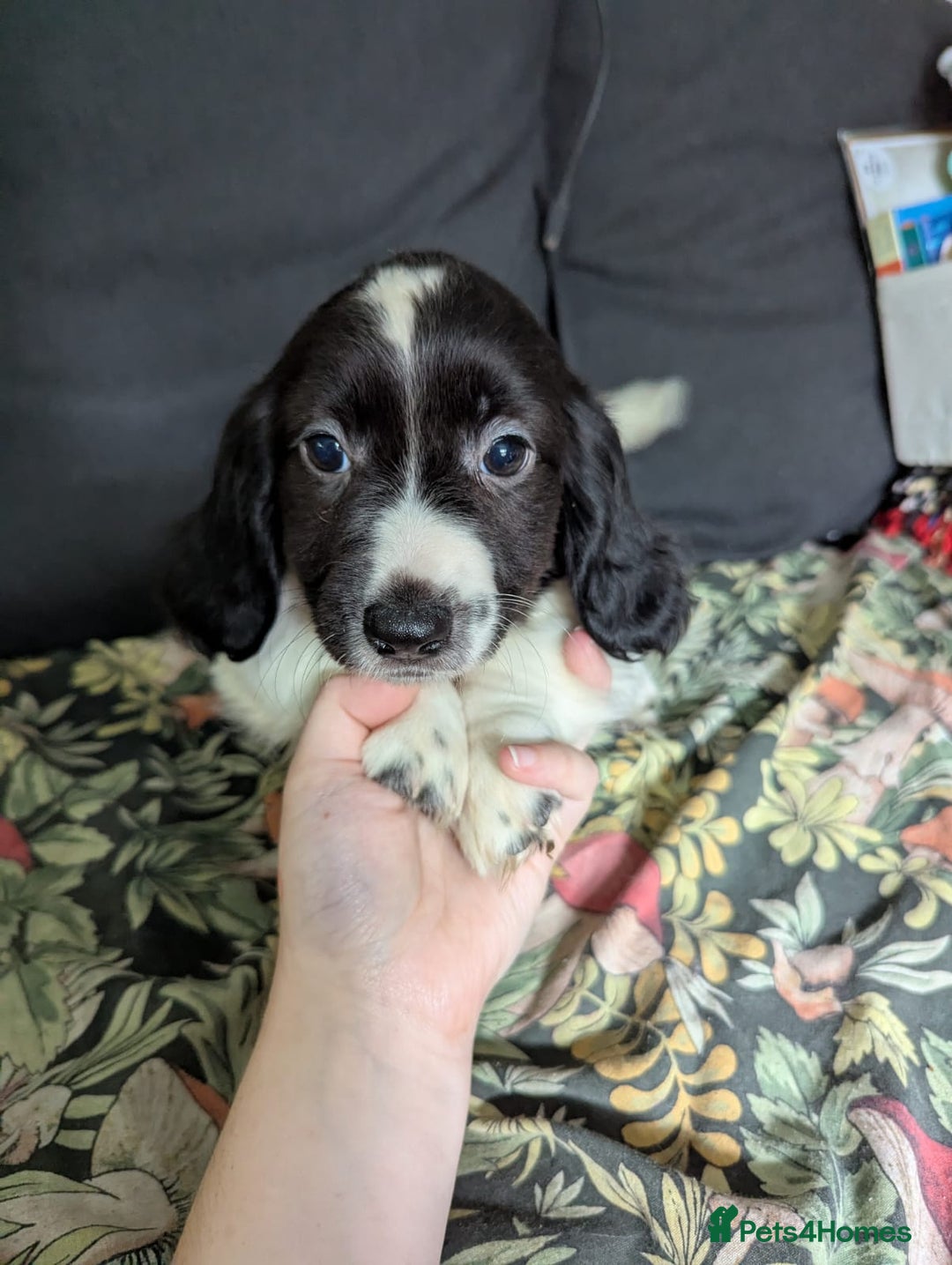 Mixed Breed dogs for sale: 10 week old bassest cocker spaniel cross puppies - Image 9