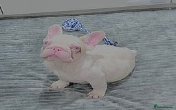 French Bulldog dogs for sale: High DNA French bulldog Male & Females  - Image 8