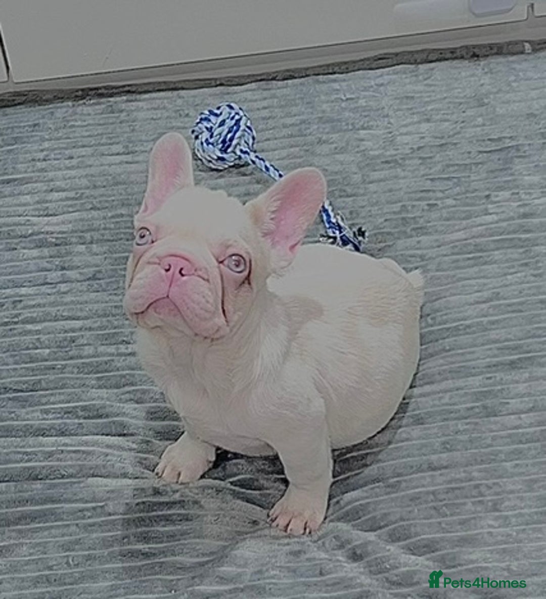 French Bulldog dogs for sale: High DNA French bulldog Male & Females  - Image 8