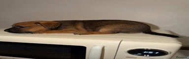 Border Terrier 1