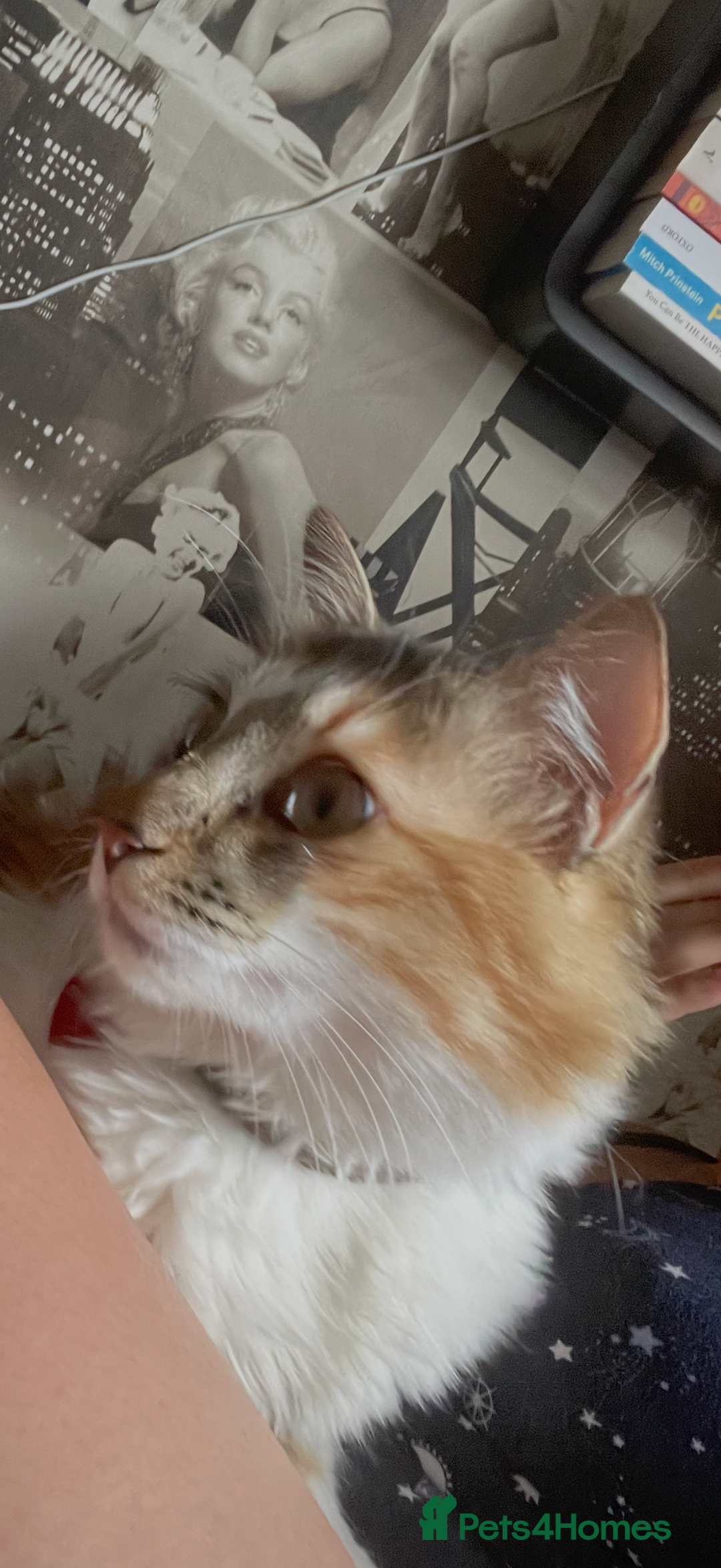 Mixed Breed cats for sale: Boy cat up for adoption - Advert 19