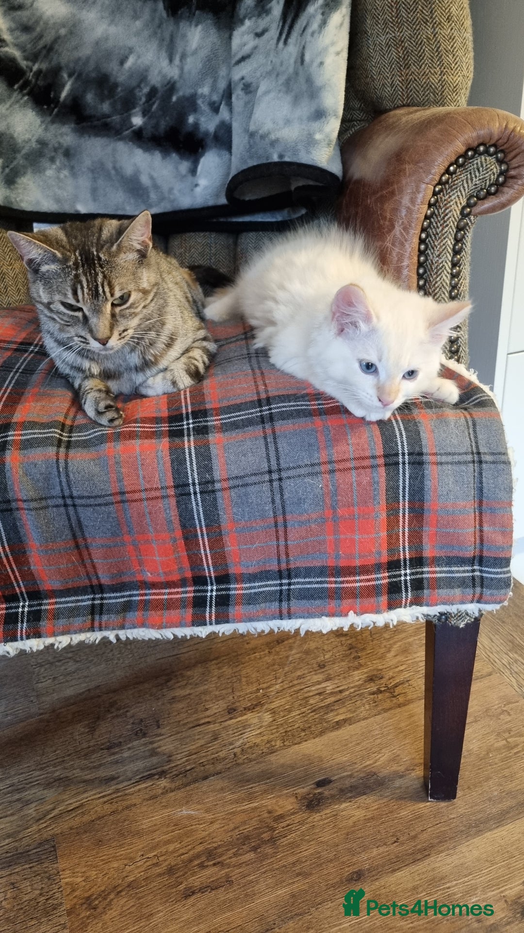 Ragdoll cats for sale: Mother and Son - Image 7