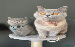 British Shorthair cats for sale: Female pure British shorthair kittens - Image 17