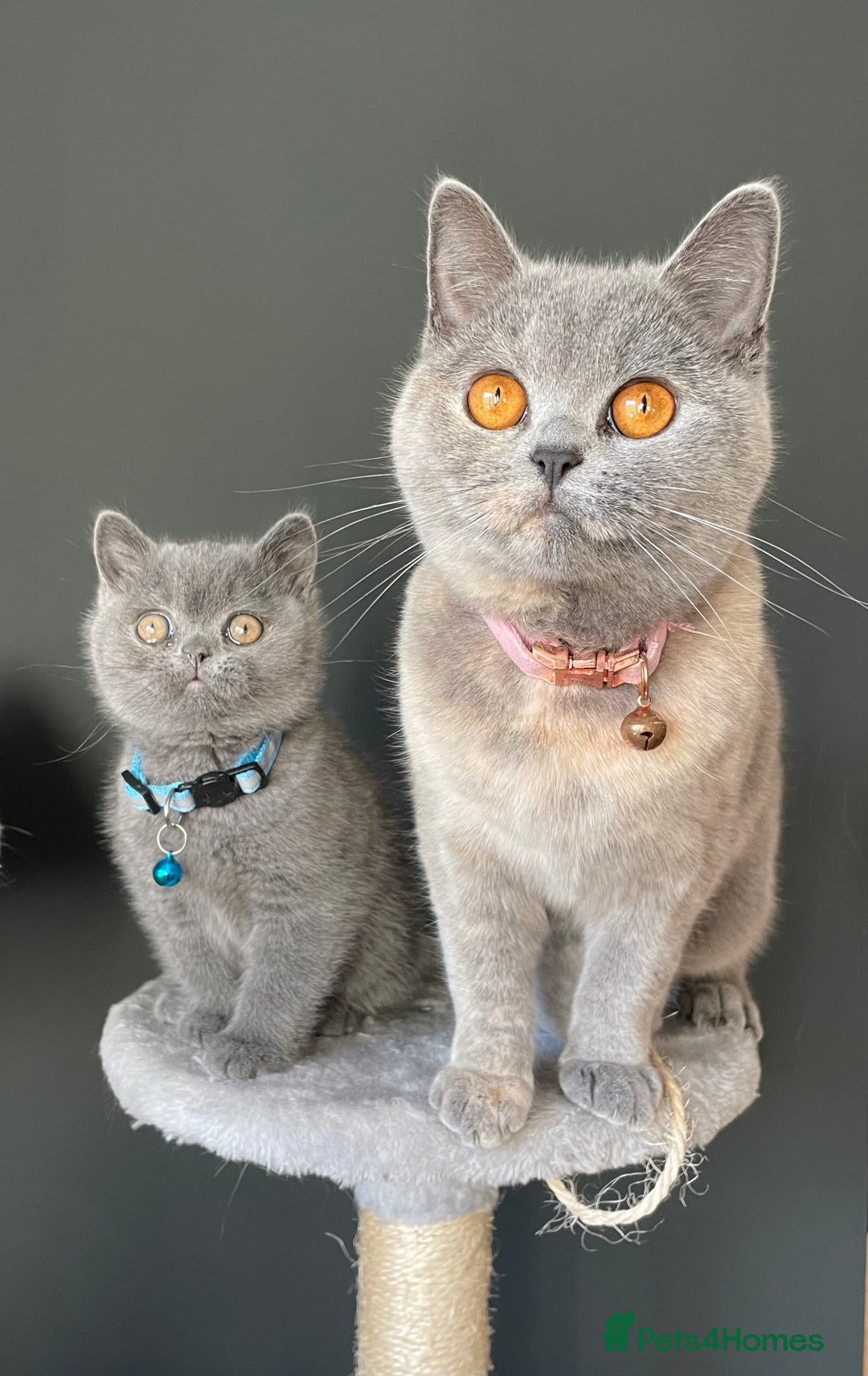 British Shorthair cats for sale: Female pure British shorthair kittens - Image 17