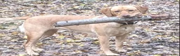 Labrador Retriever dogs for sale: Stunning Labrador pups - Advert 9