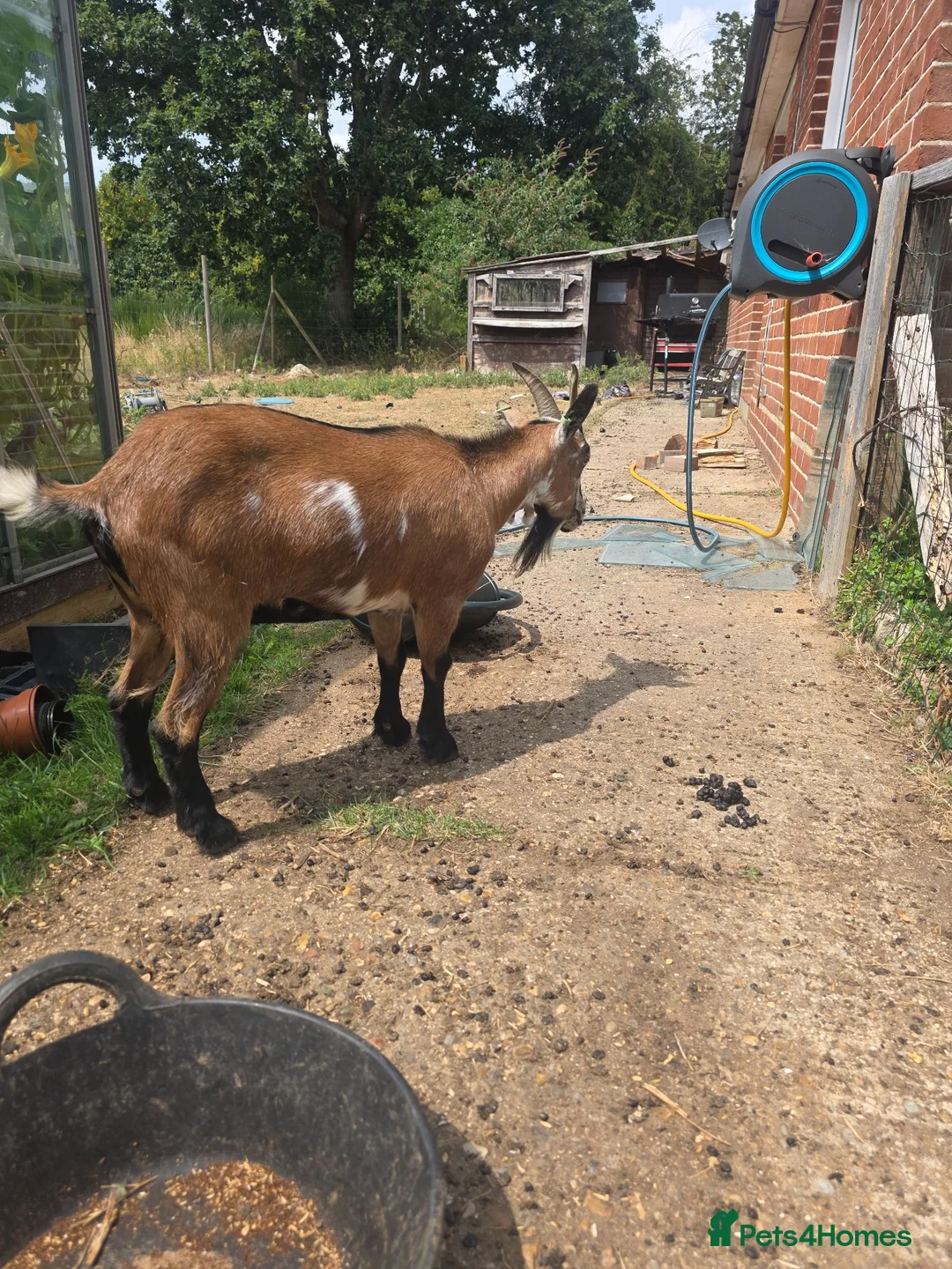 Goats livestock for sale: 2x pygmy goats - Advert 4