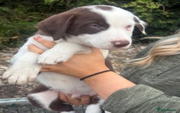 Mixed Breed dogs for sale: 3 quarter collie pups  - Image 4