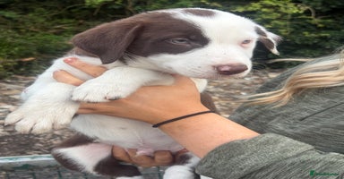 Mixed Breed dogs - Advert 6