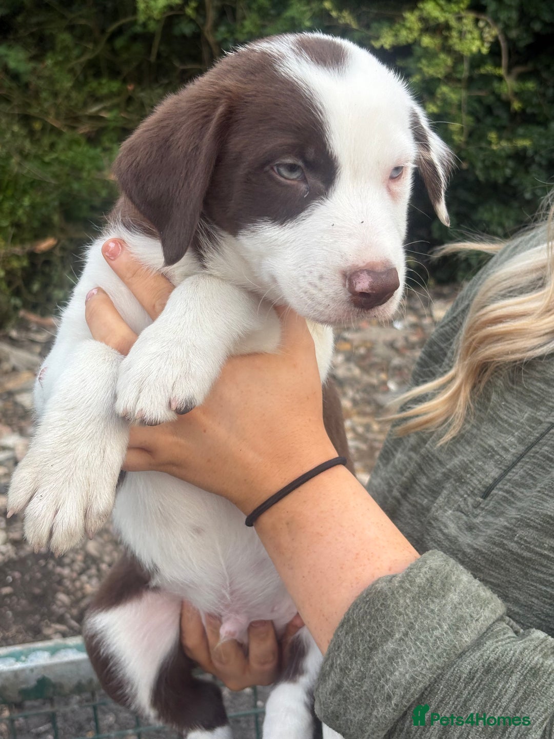 Mixed Breed dogs for sale: 3 quarter collie pups  - Image 4