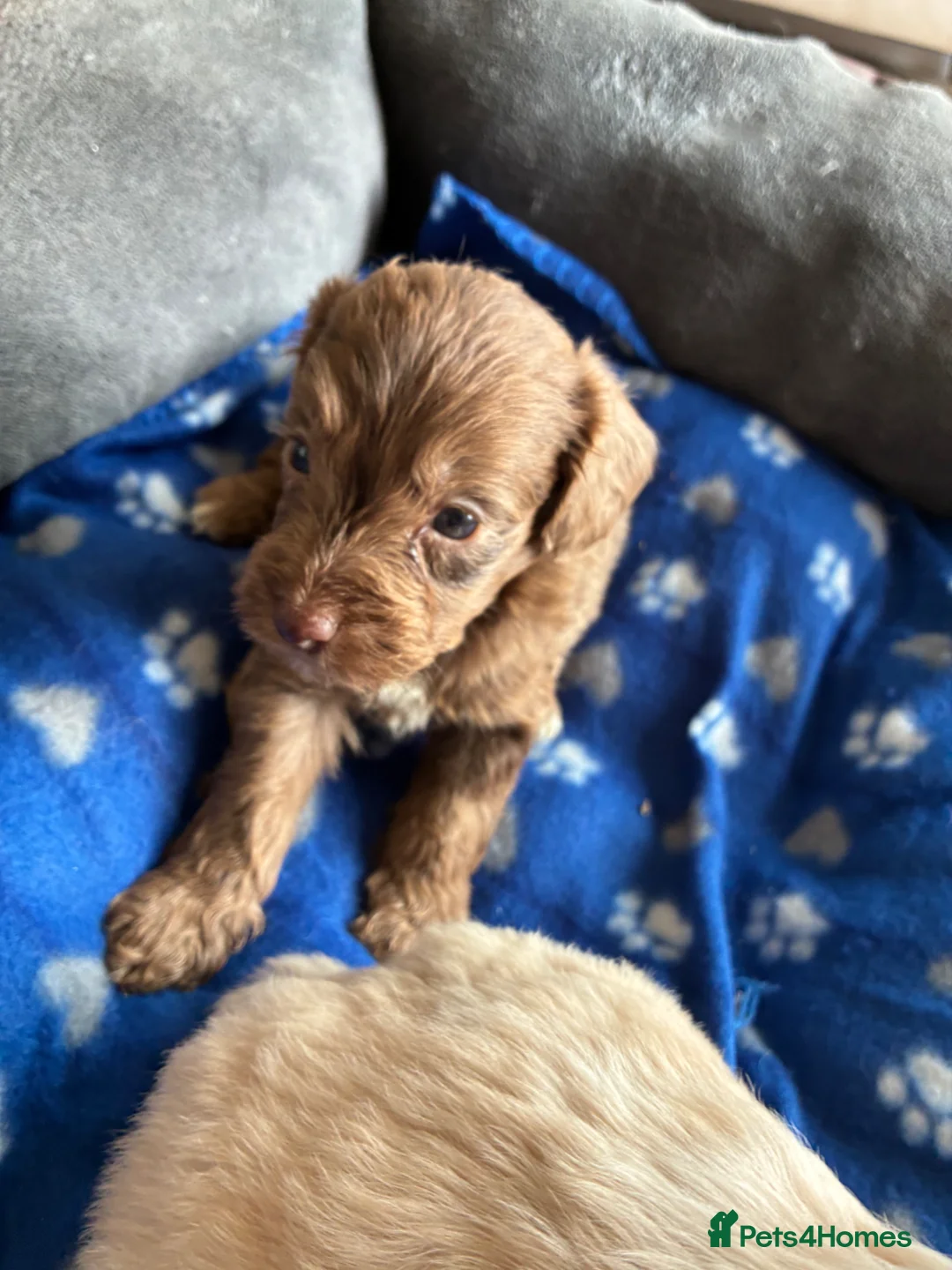 Cockapoo dogs for sale: Cockerpoo  - Advert 38