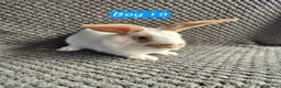 Mini Lion Lop rabbits for sale: Mini Lion Lop Bunnies - Advert 8