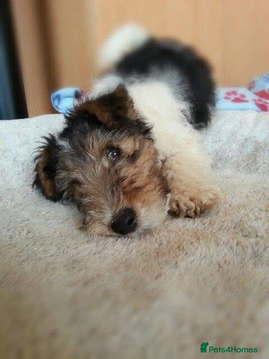 Fox Terrier dogs for sale: Fox Terrier wire haired - Advert 4