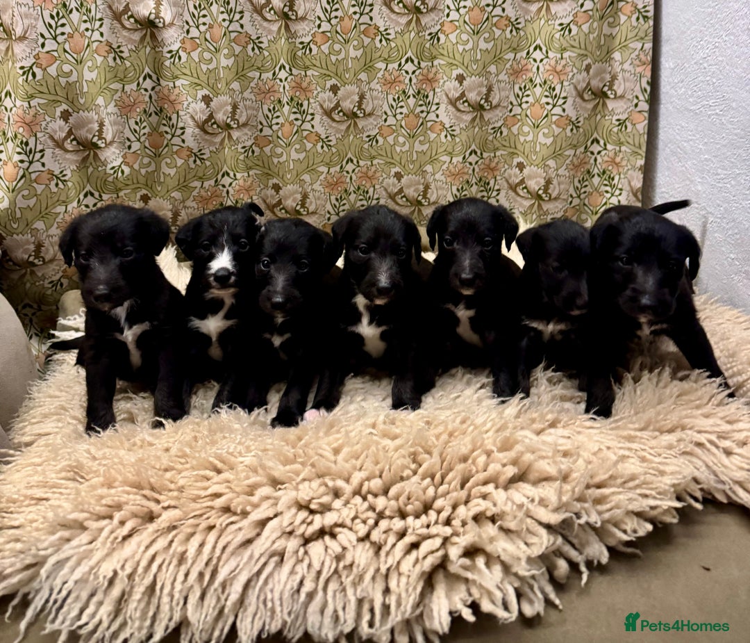 Mixed Breed dogs for sale: Beautiful Bedlington x whippet puppies  - Advert 1