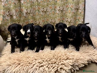 Mixed Breed dogs Beautiful Bedlington x whippet puppies - Advert 8