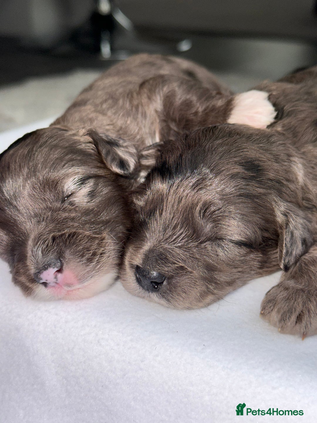 Cockapoo dogs for sale: F1B TOY COCKAPOO’S - Advert 10