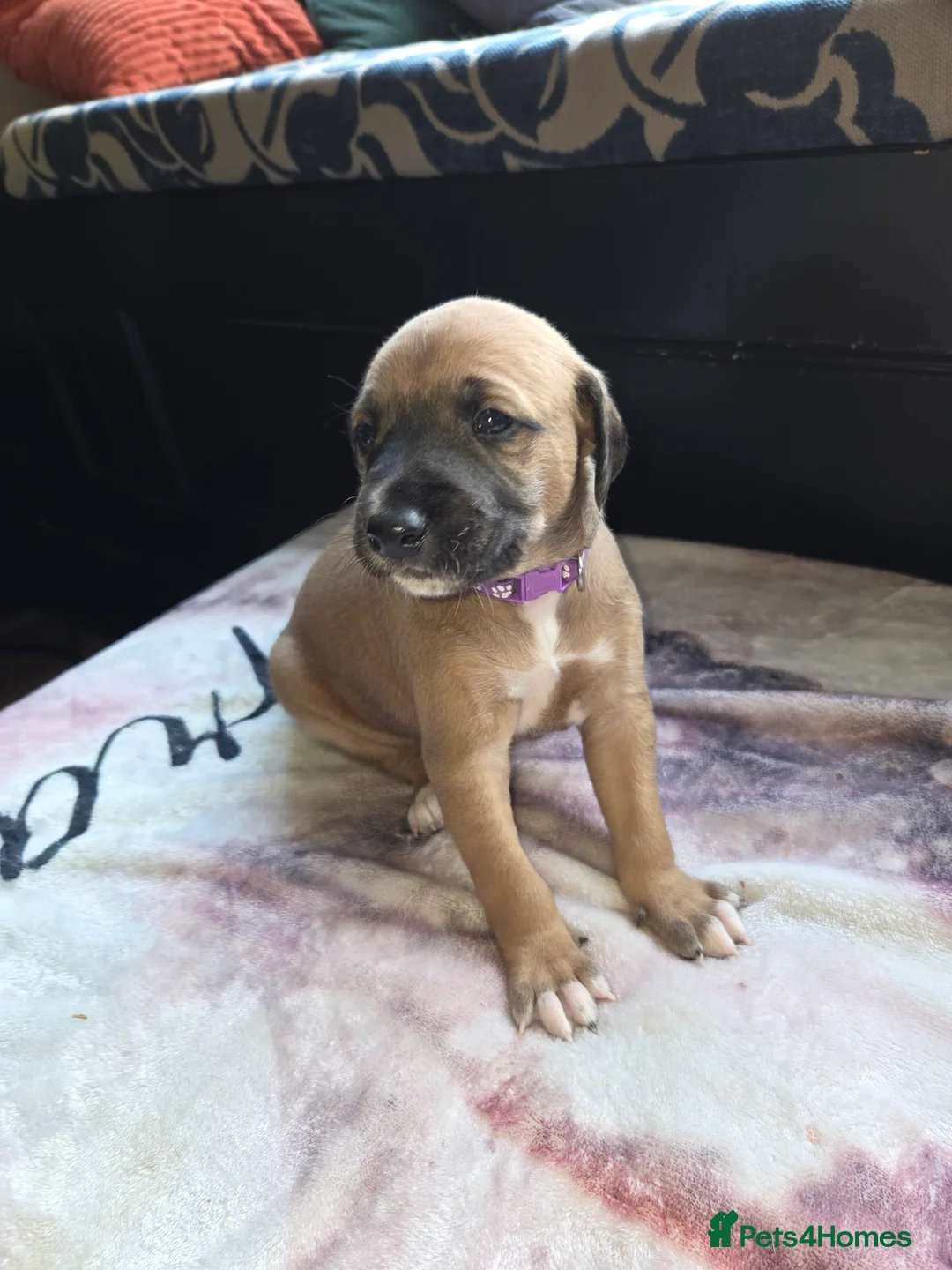 Mixed Breed dogs for sale: Saluki x lurcher hybrid  - Advert 10