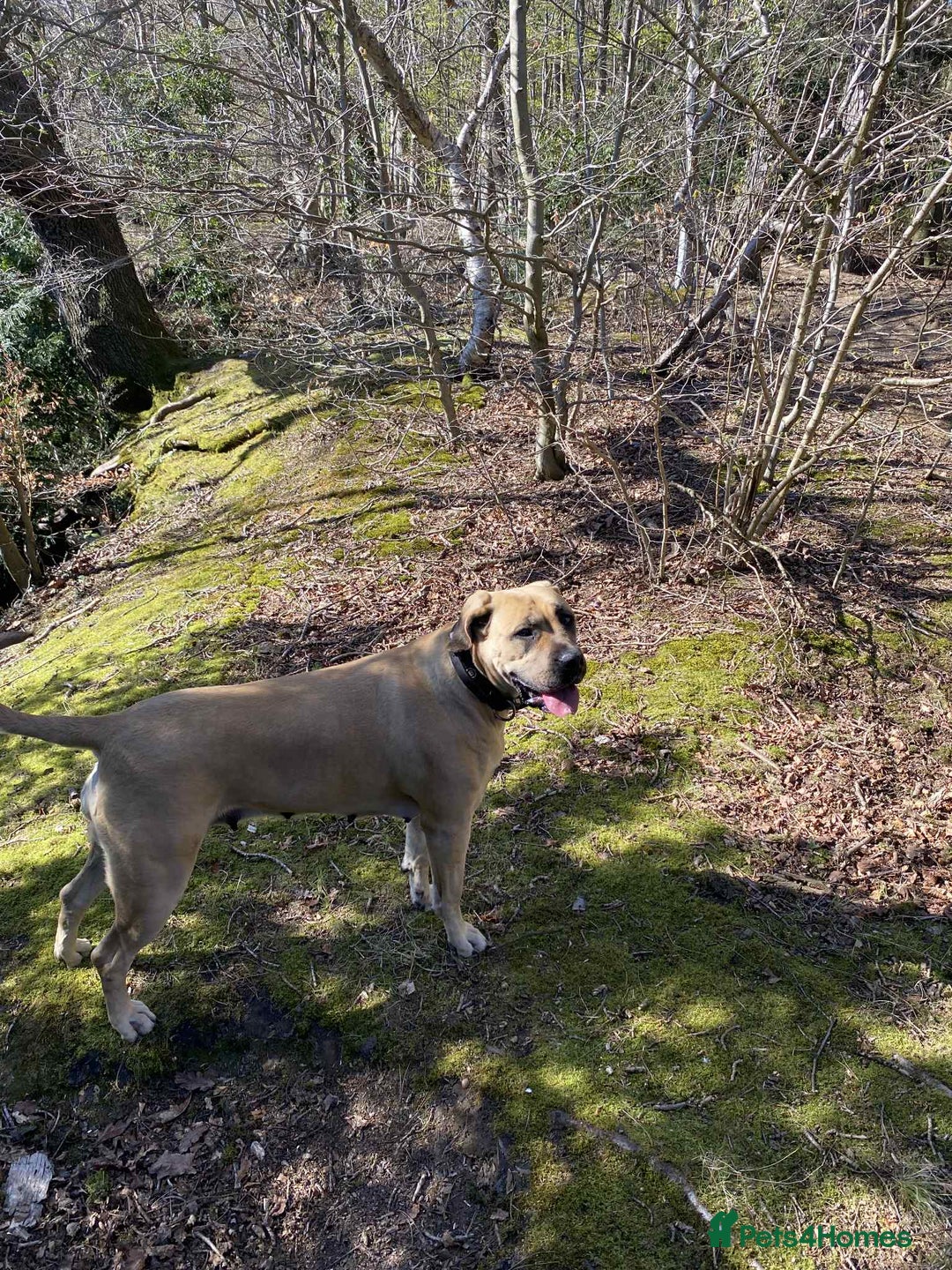 Cane Corso dogs for sale: Cane corso x Boerboel🩷 - Image 9