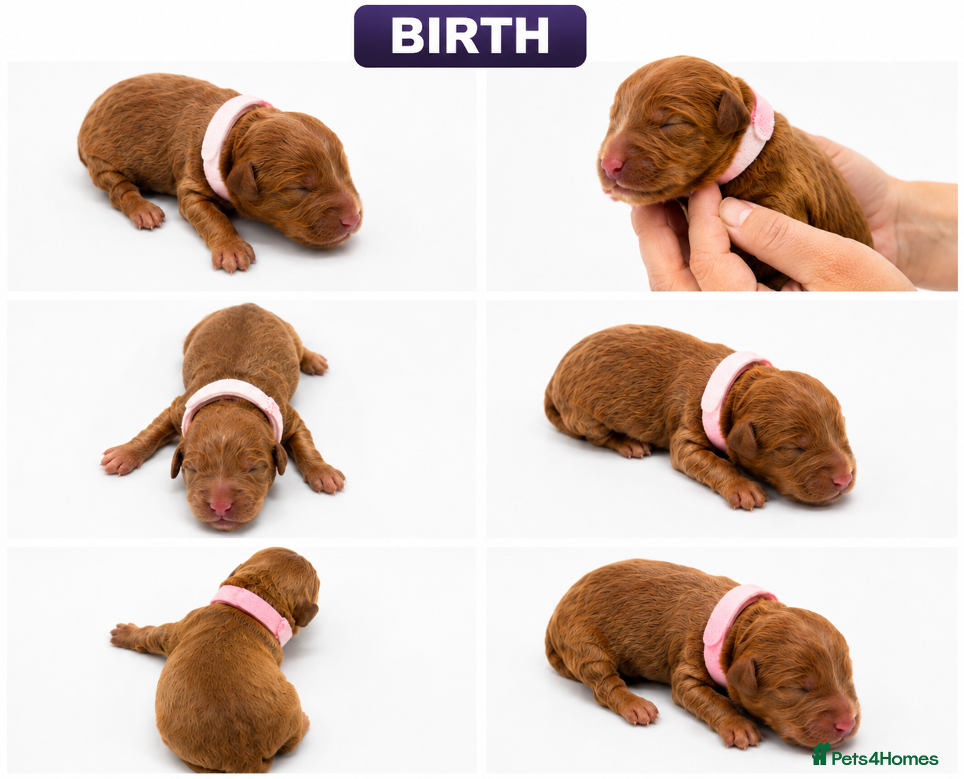 Cockapoo dogs Quality F1 Cockapoo puppies - Advert 2