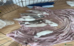 Mixed Breed dogs for sale: American bulldog cross pups - Image 3