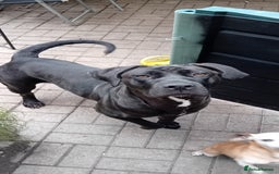 Cane Corso dogs for sale: Looking for a forever home. - Image 1