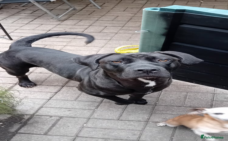 Cane Corso dogs - Advert 4