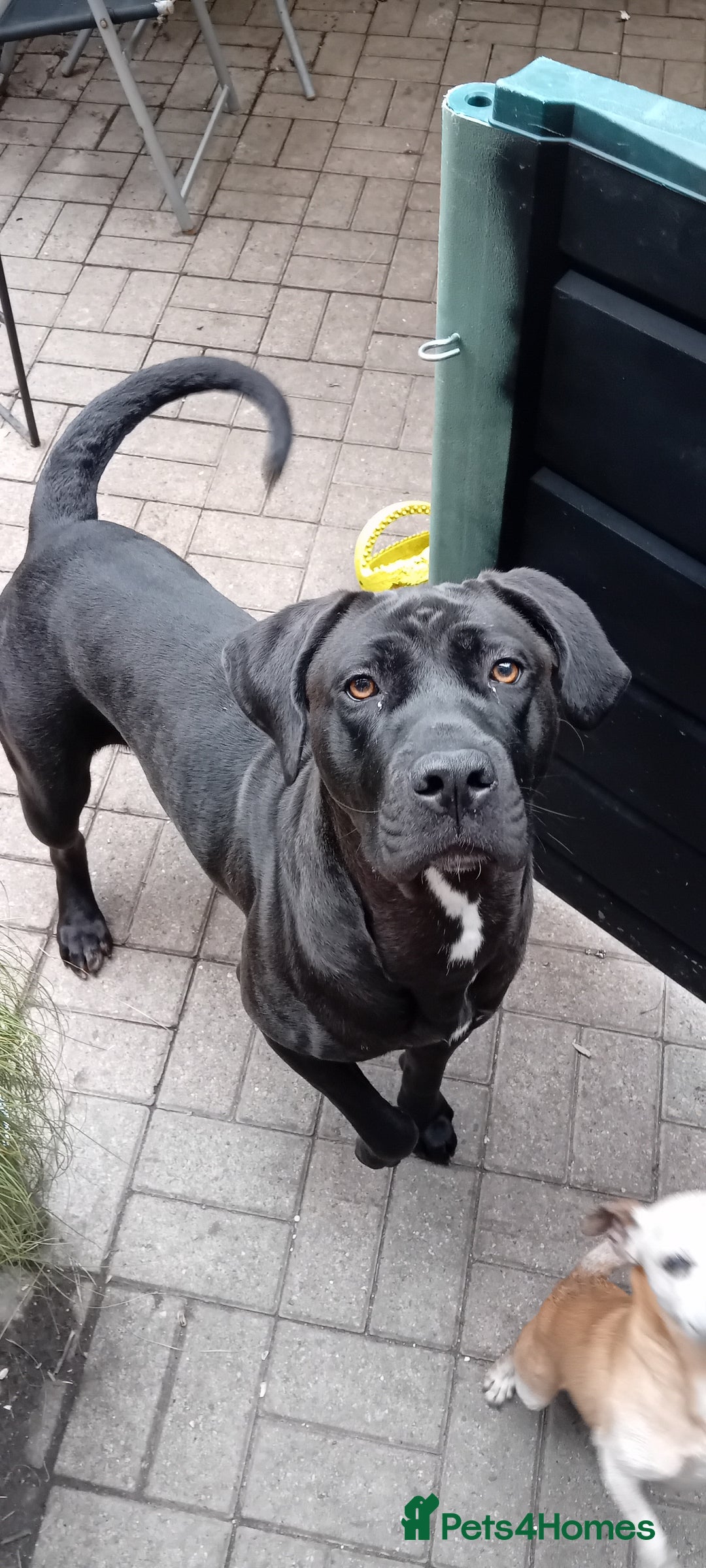 Cane Corso dogs for sale: Looking for a forever home. - Image 1