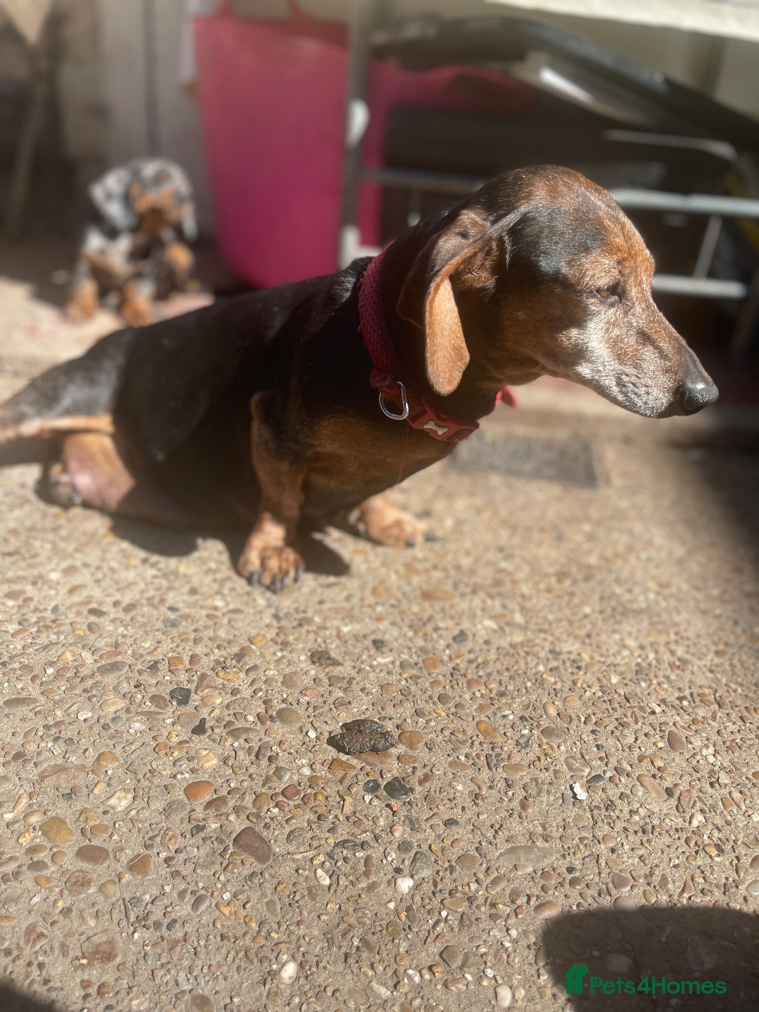 Dachshund dogs Dachshund miniature - Advert 12