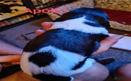 English Springer Spaniel dogs for sale: Working bred KC English Springer Spaniels puppies  - Image 24