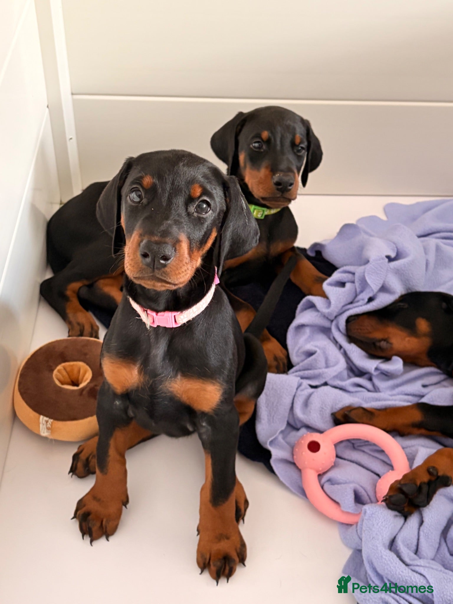 Dobermann dogs Ready July 4th | KC Registered Doberman Puppies 🐾 - Advert 1