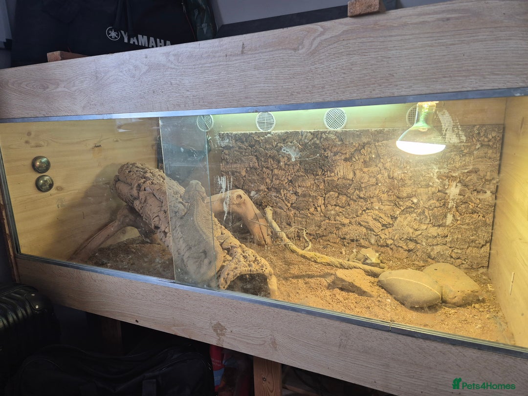 Bearded Dragon reptiles for sale: 5 year old bearded dragon with full set up. - Image 2