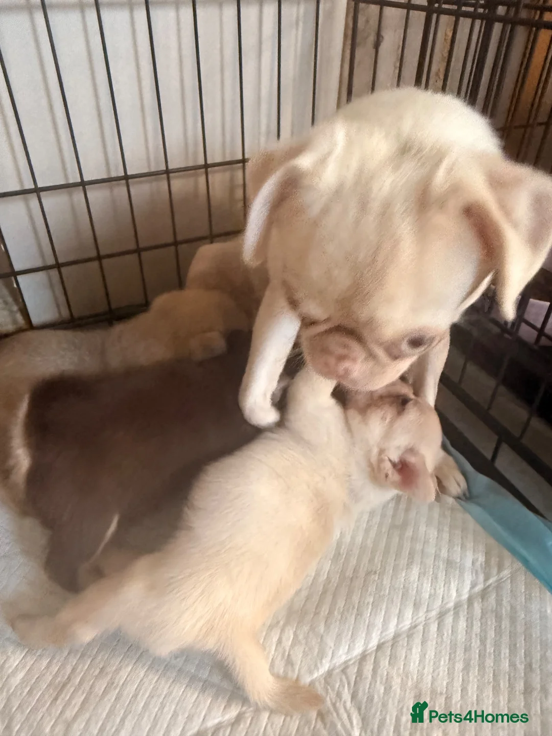 Pug dogs for sale: Beautiful Pug Puppies Ready Sunday 19th July - Advert 20