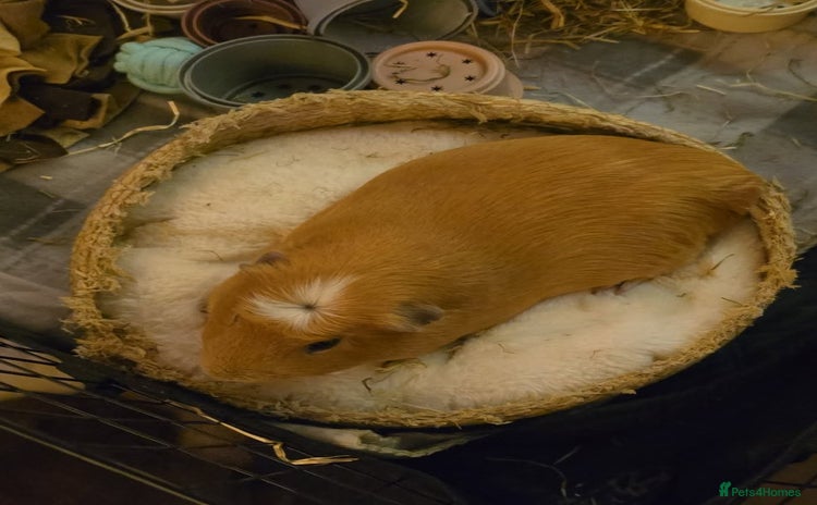 Guinea Pig rodents Guinea pig in need of a home. - Advert 13