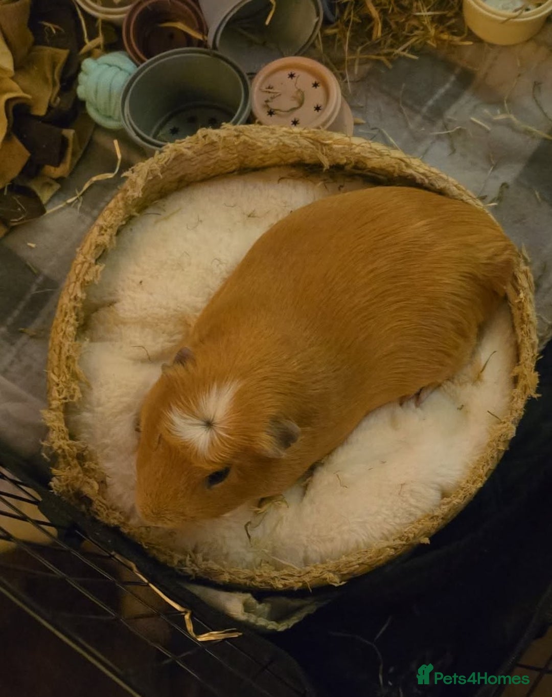 Guinea Pig rodents for sale: Guinea pig in need of a home. - Advert 1