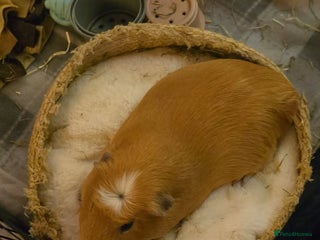 Guinea Pig rodents for sale: Guinea pig in need of a home. - Advert 1
