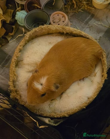Guinea Pig rodents Guinea pig in need of a home. - Advert 1