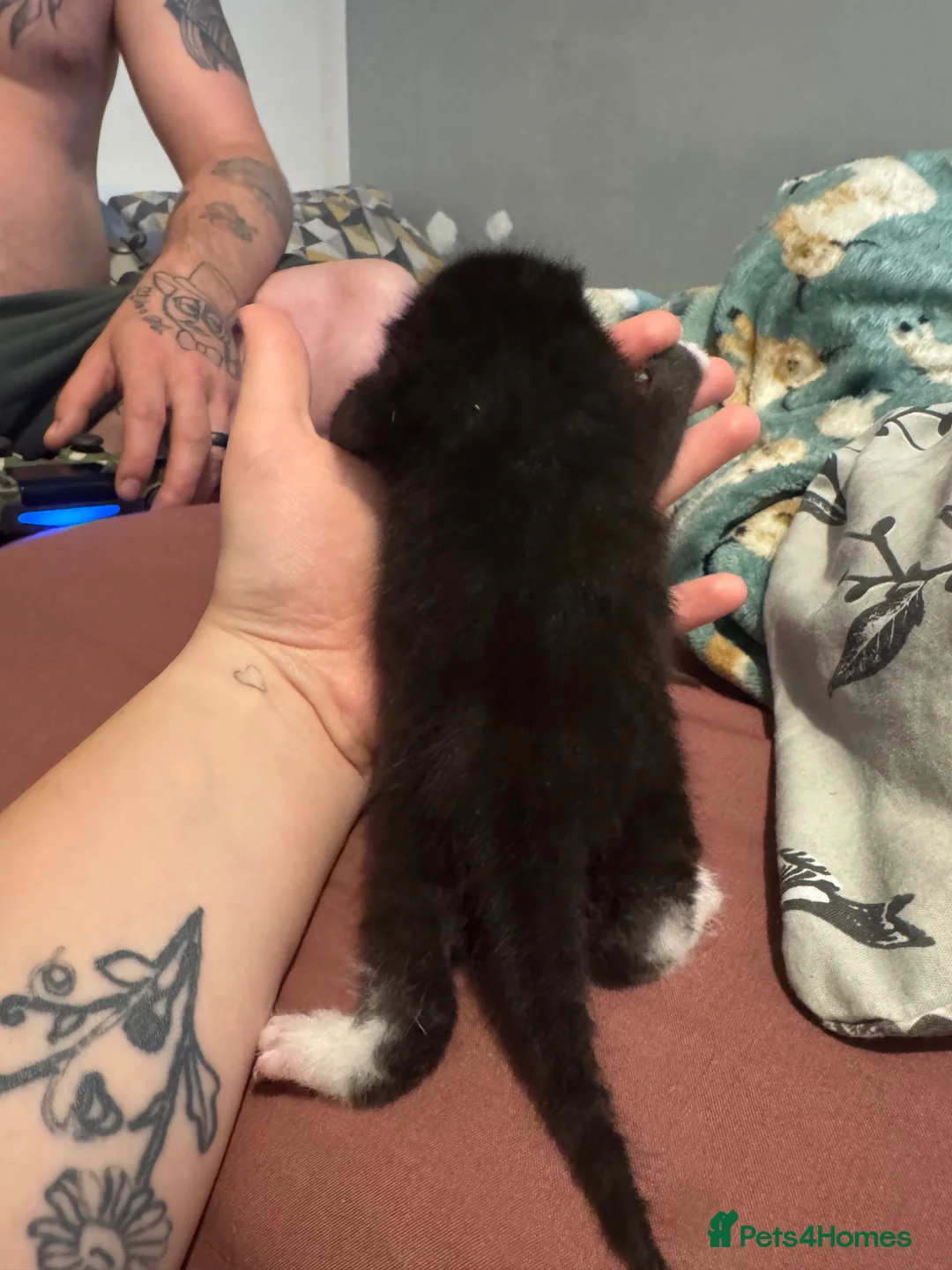 Mixed Breed cats for sale: Two males for sale in Grantham - Advert 2