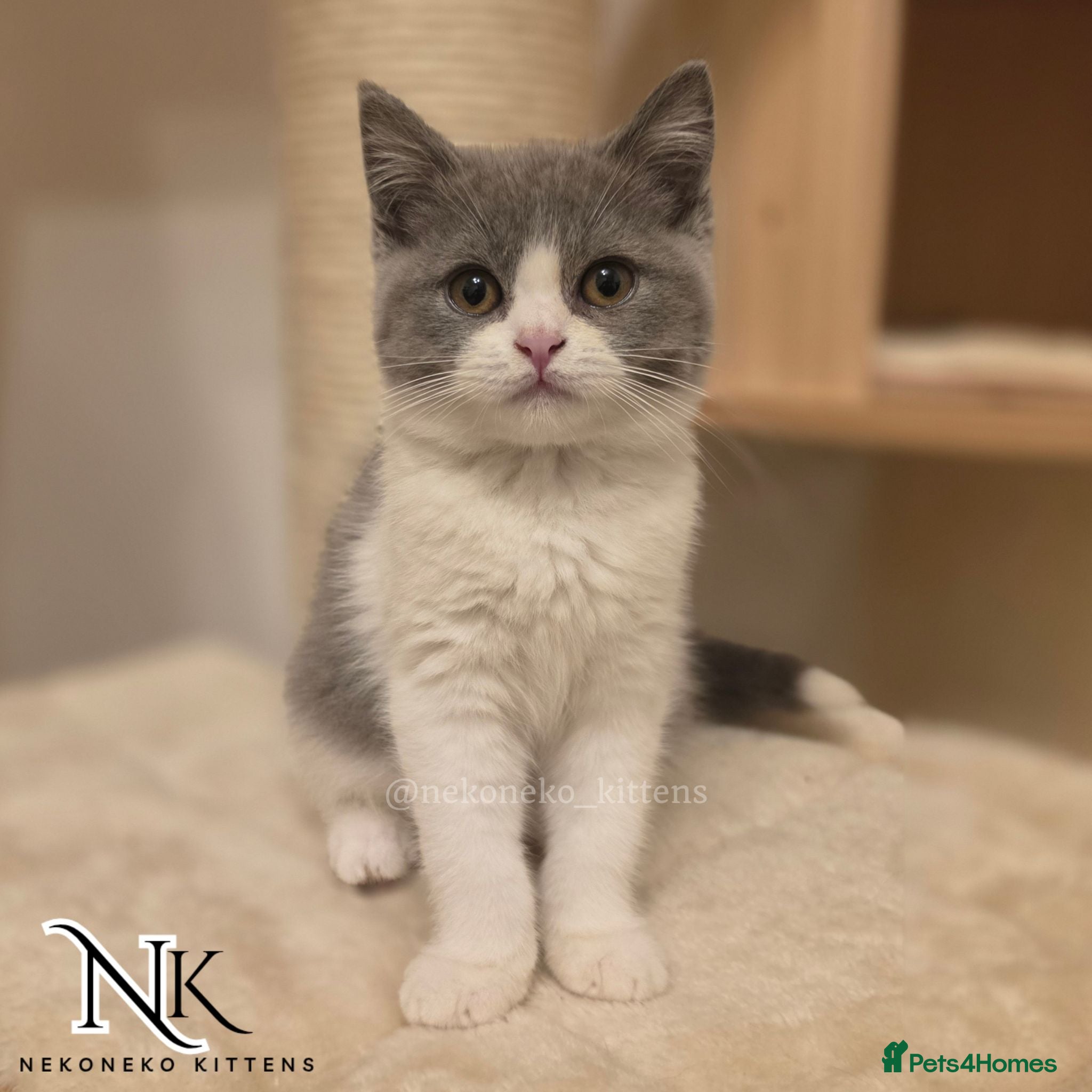 British Shorthair cats STUNNING GCCF REG TEDDY BEARS🧸 ‼️ - Advert 1