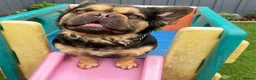 French Bulldog dogs for sale: Chocolate & Tan fluffy French Bulldog  - Advert 4