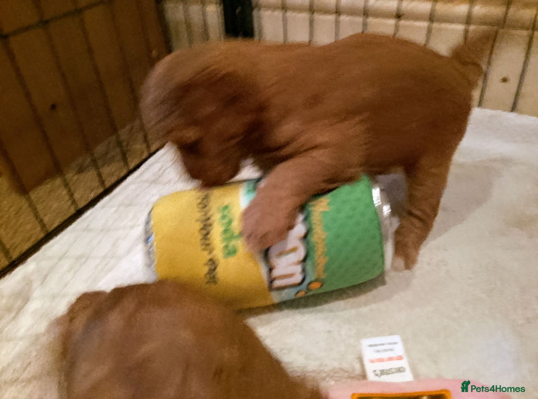 Cavapoo dogs for sale: F1 Cavapoo Pups  - Image 14